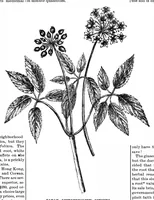 An illustration from Scientific American, Vol. 64, No. 2 (January 1891) (1891)