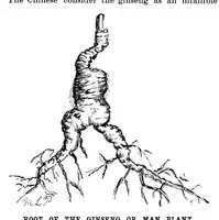 Picture 5 of 13 from Scientific American, Vol. 64, No. 2 (January 1891) (1891), leaf 4