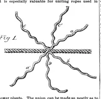 An illustration from Scientific American, Vol. 64, No. 3 (January 1891) (1891)