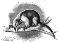 An illustration from Scientific American, Vol. 64, No. 4 (January 1891) (1891)