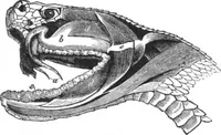 An illustration from Scientific American, Vol. 64, No. 11 (March 1891) (1891)