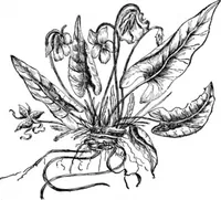 An illustration from Scientific American, Vol. 64, No. 11 (March 1891) (1891)