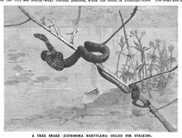 An illustration from Scientific American, Vol. 65, No. 6 (August 1891) (1891)