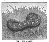 An illustration from Scientific American, Vol. 65, No. 8 (August 1891) (1891)