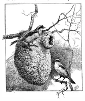 An illustration from Scientific American, Vol. 66, No. 22 (May 1892) (1892)