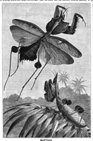 An illustration from Scientific American, Vol. 66, No. 24 (June 1892) (1892)