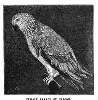 Picture 1 of 13 from Scientific American, Vol. 66, No. 26 (June 1892) (1892), leaf 3