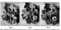 An illustration from Scientific American, Vol. 67, No. 5 (July 1892) (1892)
