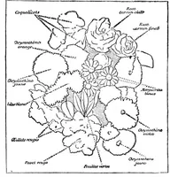 Picture 16 of 18 from Scientific American, Vol. 67, No. 5 (July 1892) (1892), leaf 10