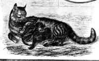 An illustration from Scientific American, Vol. 67, No. 9 (August 1892) (1892)