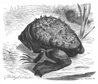 An illustration from Scientific American, Vol. 67, No. 14 (October 1892) (1892)