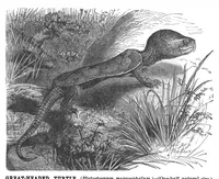 An illustration from Scientific American, Vol. 67, No. 15 (October 1892) (1892)