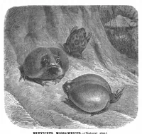 Picture 3 of 9 from Scientific American, Vol. 67, No. 15 (October 1892) (1892), leaf 4