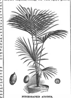 An illustration from Scientific American, Vol. 67, No. 20 (November 1892) (1892)