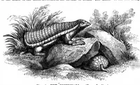 An illustration from Scientific American, Vol. 68, No. 5 (February 1893) (1893)