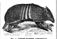 An illustration from Scientific American, Vol. 68, No. 5 (February 1893) (1893)
