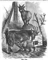 An illustration from Scientific American, Vol. 68, No. 8 (February 1893) (1893)