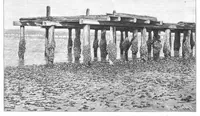 Picture 9 of 14 from Scientific American, Vol. 68, No. 8 (February 1893) (1893), leaf 8