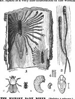 An illustration from Scientific American, Vol. 68, No. 10 (March 1893) (1893)