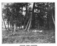 Picture 5 of 13 from Scientific American, Vol. 68, No. 19 (May 1893) (1893), leaf 4