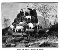 Picture 9 of 16 from Scientific American, Vol. 69, No. 3 (July 1893) (1893), leaf 8