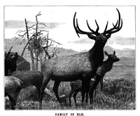 Picture 10 of 16 from Scientific American, Vol. 69, No. 3 (July 1893) (1893), leaf 8