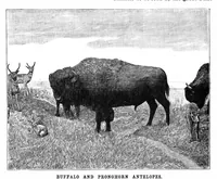 An illustration from Scientific American, Vol. 69, No. 3 (July 1893) (1893)