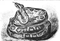An illustration from Scientific American, Vol. 69, No. 7 (August 1893) (1893)
