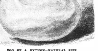 An illustration from Scientific American, Vol. 69, No. 7 (August 1893) (1893)