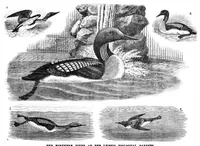 Picture 11 of 17 from Scientific American, Vol. 69, No. 12 (September 1893) (1893), leaf 7