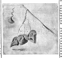 An illustration from Scientific American, Vol. 69, No. 27 (December 1893) (1893)