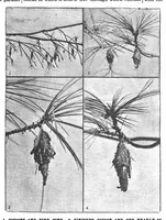 An illustration from Scientific American, Vol. 70, No. 3 (January 1894) (1894)