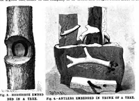 An illustration from Scientific American, Vol. 70, No. 6 (February 1894) (1894)