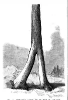 An illustration from Scientific American, Vol. 70, No. 6 (February 1894) (1894)