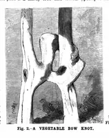 Picture 12 of 14 from Scientific American, Vol. 70, No. 6 (February 1894) (1894), leaf 8