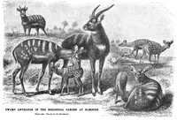 An illustration from Scientific American, Vol. 70, No. 9 (March 1894) (1894)
