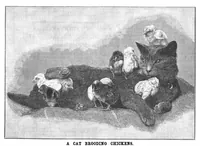 Picture 17 of 20 from Scientific American, Vol. 70, No. 10 (March 1894) (1894), leaf 10