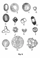An illustration from Scientific American, Vol. 70, No. 18 (May 1894) (1894)