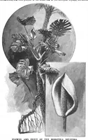 An illustration from Scientific American, Vol. 70, No. 23 (June 1894) (1894)