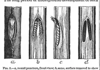 Picture 10 of 12 from Scientific American, Vol. 70, No. 24 (June 1894) (1894), leaf 9