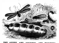 An illustration from Scientific American, Vol. 71, No. 1 (July 1894) (1894)
