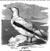 An illustration from Scientific American, Vol. 71, No. 3 (July 1894) (1894)