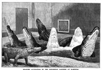 An illustration from Scientific American, Vol. 71, No. 3 (July 1894) (1894)