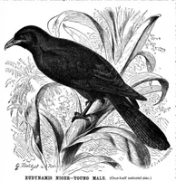 An illustration from Scientific American, Vol. 71, No. 4 (July 1894) (1894)