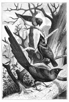 An illustration from Scientific American, Vol. 71, No. 6 (August 1894) (1894)