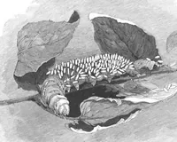 An illustration from Scientific American, Vol. 71, No. 12 (September 1894) (1894)