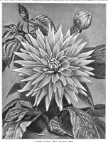 An illustration from Scientific American, Vol. 72, No. 5 (February 1895) (1895)
