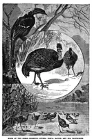 Picture 7 of 12 from Scientific American, Vol. 72, No. 11 (March 1895) (1895), leaf 8