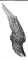 An illustration from Scientific American, Vol. 72, No. 15 (April 1895) (1895)