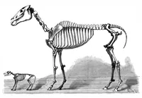 An illustration from Scientific American, Vol. 72, No. 15 (April 1895) (1895)